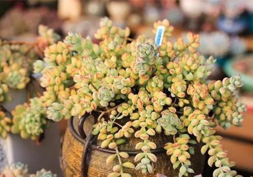 玉露|3种耐阴多肉,不喜欢晒太阳,摆在北阳台,越长越旺盛