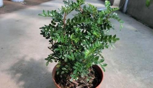 雌雄异株|3种带香味的树，家里养一棵，四季清香，人人见了都喜欢