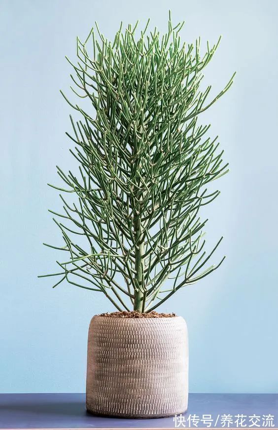 光棍树|记住这5种花的花语,光棍节更容易脱单,送花也不会迷惘