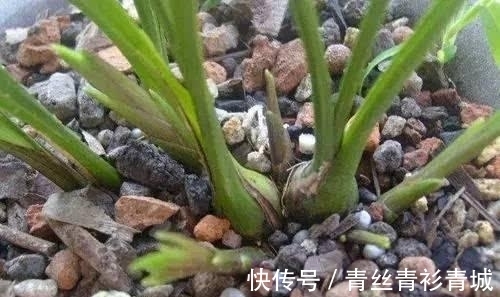 兰花根系弱，勤做“三动作”，花苞“咕噜”冒，清香宜人野性足