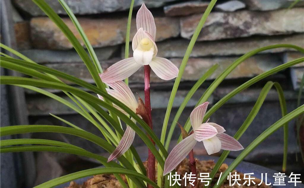 要想兰花来年开花,赶紧此样做,不然就来不及了