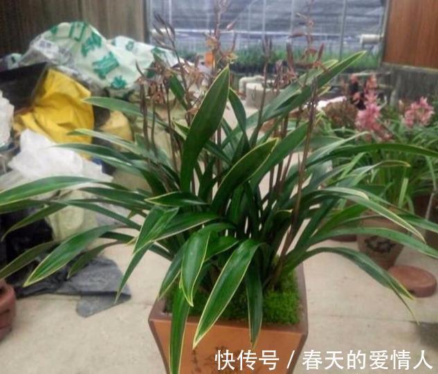 兰花花期浇水做好三件事，兰花花期长，不烂根，不空根！