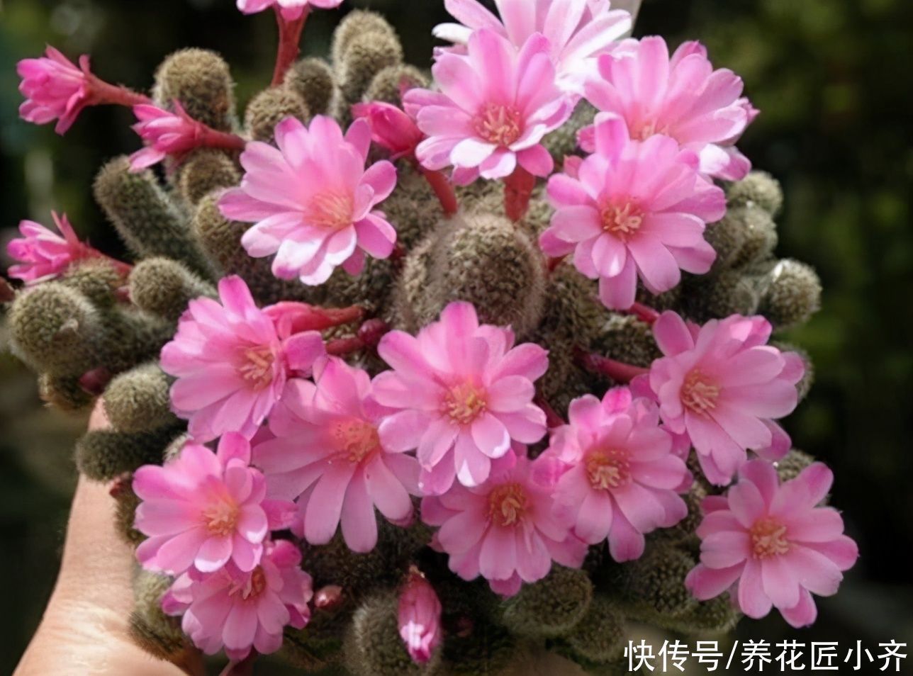 新手|养花高手都具备的“好习惯”,新手如果坚持下来,花会越养越好