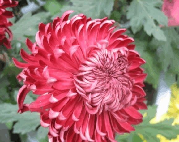 花长寿花|养花试试这几款,花朵浓密艳丽可丰富业余生活减轻精神压力