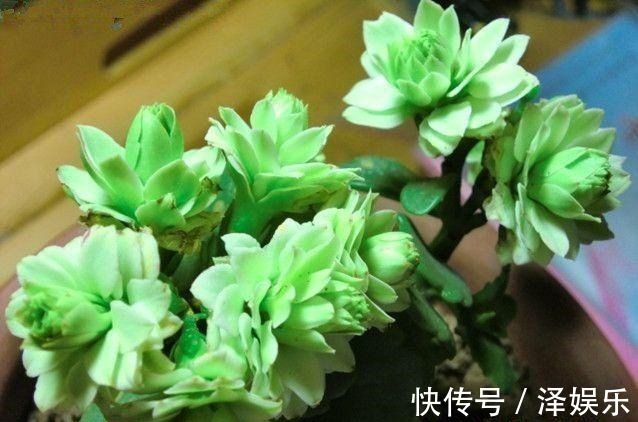 gt|你家长寿花“修剪”了吗趁着花败剪一剪,天气好,还能开一茬!