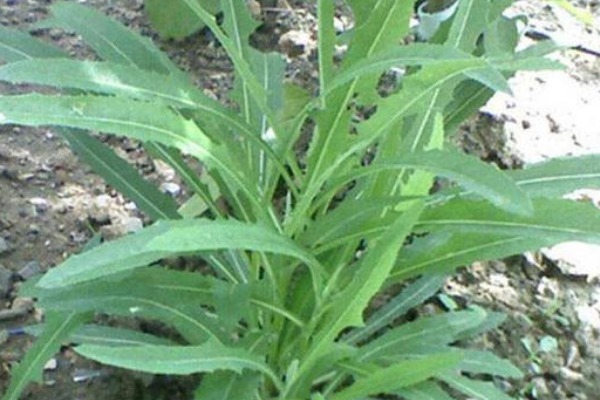 强身健体|农村被名字“坑”的野菜,营养高能治病,却常被错认成杂草!