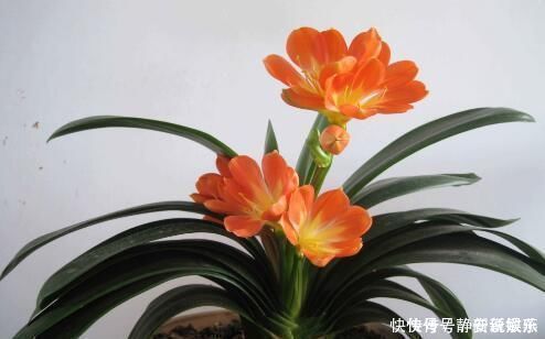 怎样养粗君子兰的基座做好4点,形似元宝,开花不愁