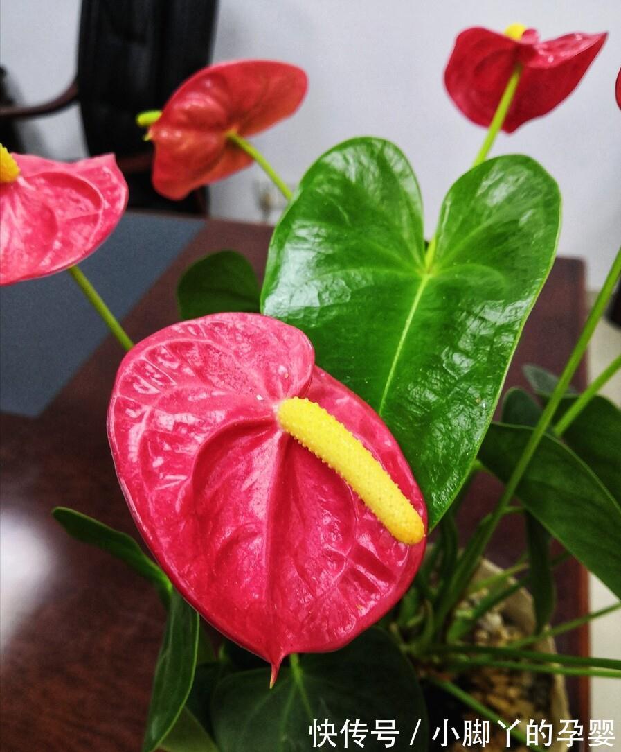 冬季养花,了解“七忌”,简单实用,安全过冬