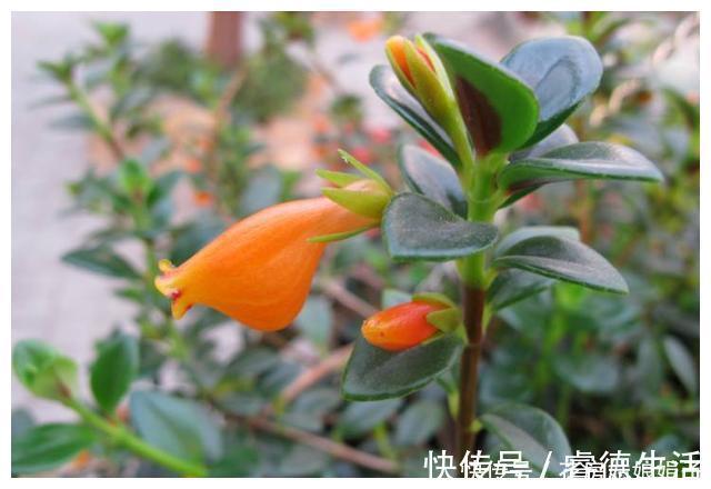 惊呆|在家养了一盆植物,开花时,周围邻居惊呆了!这盆植物竟然这么美