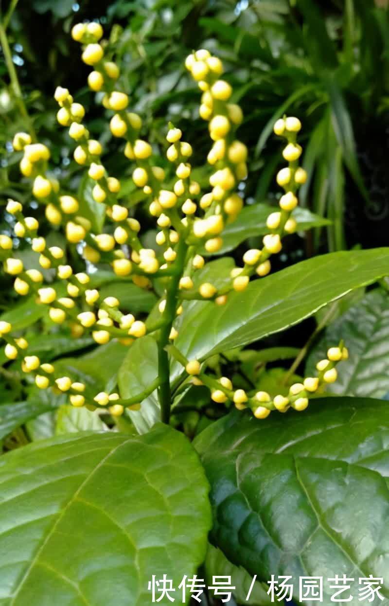 5种喜欢酸性土的花，酸性物质很关键，学一学