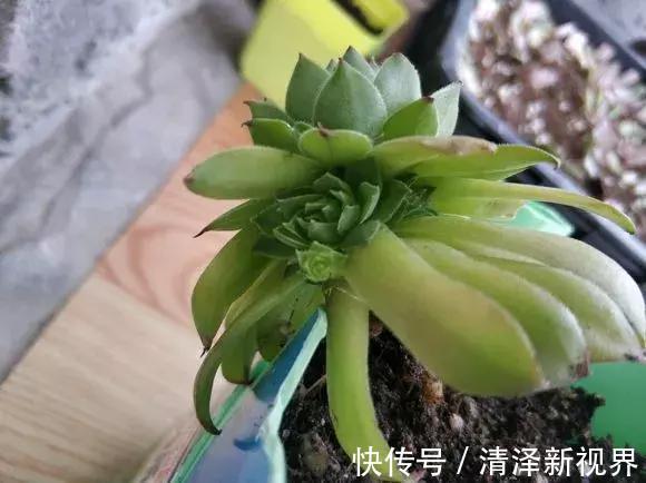 叶子|多肉出现3个状态,是烂根“信号”,再不管根都烂完,别忽视!