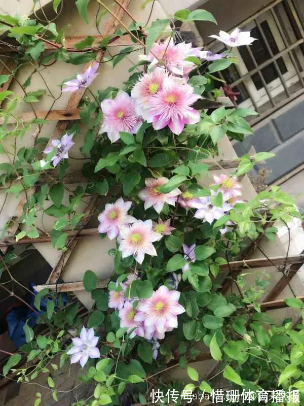 这6种花养好了,家里秒变花海,一年四季有花看!