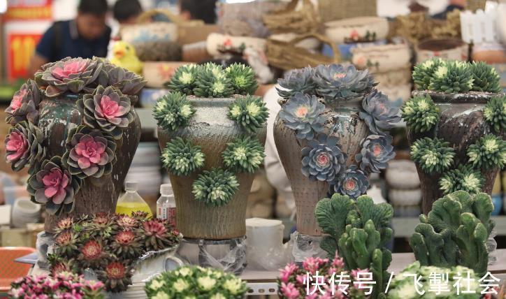 高手|这1点没做好,多肉颜值会下降!看看高手怎么处理枯叶