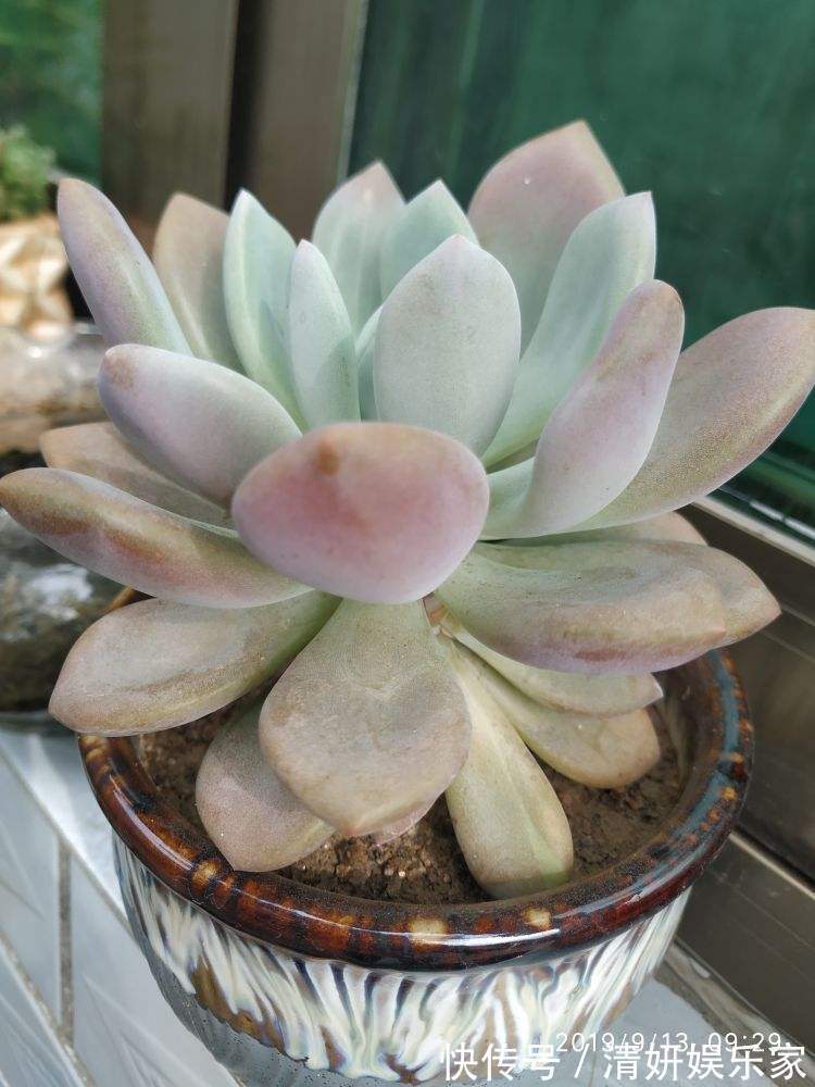 浇水|新手入坑应该选哪些多肉,老花农告诉你秘籍,养这些没错了!