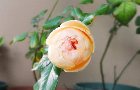 真宙|真宙,唯一零差评月季,你值得拥有