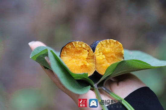 秋天|秋天的味道 |⑤ 香气扑鼻！日照五莲洪凝镇的地瓜烤熟了