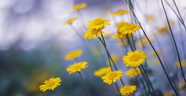 通风|想要养好花,只要知道这7件事