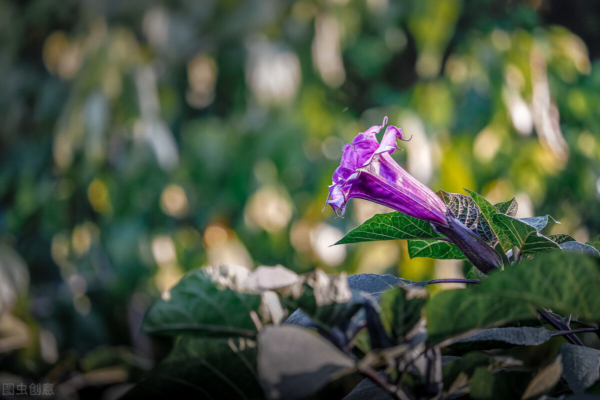 曼陀罗|迷信民间偏方治咳嗽,6岁男童药物中毒