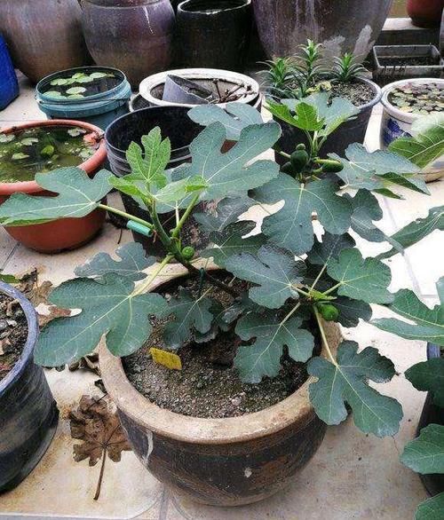  满满|旧水缸别扔，种下1棵无花果，果实大又甜，长势喜人收获满满