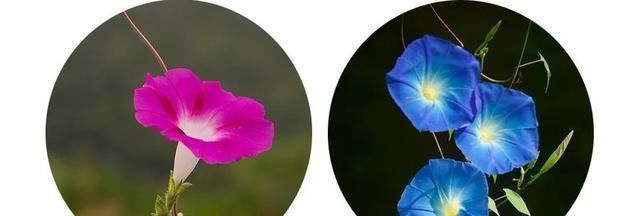 儿童画|儿童画教程一张纸上的两种表现方式--美丽的牵牛花