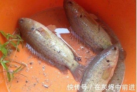 笋壳鱼|农村逐渐消失的5种小鱼,儿时用蚯蚓能钓到,现在却罕见了