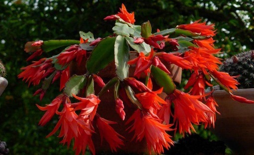 养盆假昙花，花后养护做好一步，新叶“长不停”，花期一到开爆盆