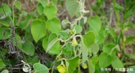 药用价值|农村常见的一种野菜,具有跌伤止血、跌伤止痛,提高人体抵抗力