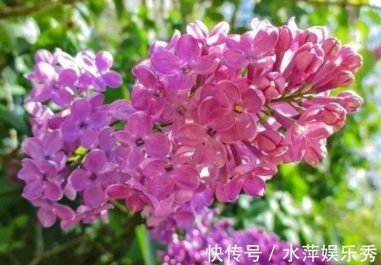 此款花卉便宜又好养，丢到阳台，四季有花开，懒人最爱