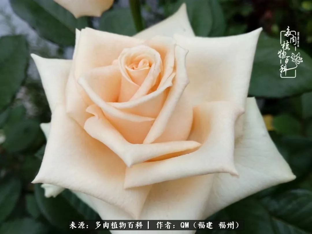 寒山转苍翠,秋水日潺湲——多肉未央,睹物思人!