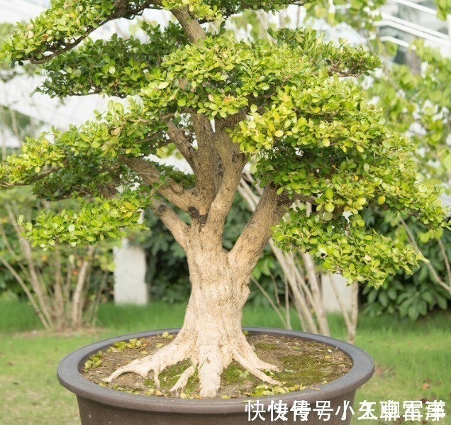 吉祥|庭院无树,无福无禄?有院子就种15种树,随便选一种,吉祥又好看