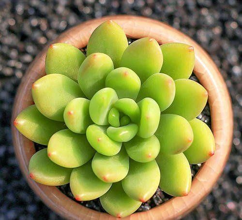 养多肉植物选它，造型别致，香味宜人，养护简单，值得拥有！