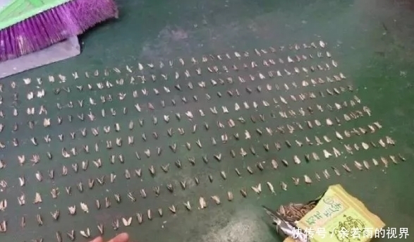 千万不要小看一个吃货,特别是一个勤劳而又无聊的吃货!