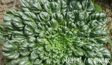 农民朋友|农村一种野菜像“莲花座”,农民称它植物维生素,能防治便秘