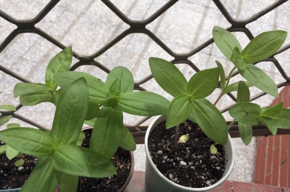 类型|天热养什么植物合适栽种这3款，不用怎么管就能安全度夏