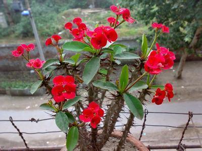 睡眠质量|3种花,再喜欢也别在室内养,会影响健康,家里养了赶紧搬出去