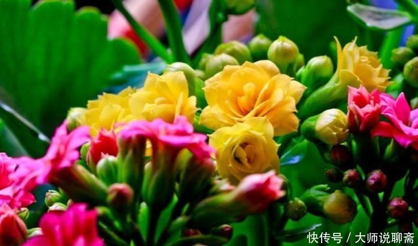 花中西施|4种“超漂亮的花”,谁看见都想养,花开不断,美极了!