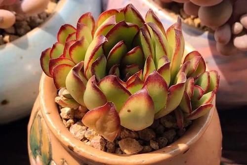 花友|2种美得像花一样的多肉植物,隔着屏幕都能感受到它的美,真漂亮