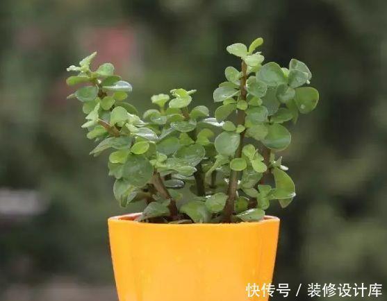 金枝玉叶|金枝玉叶这样养,长到狂魔乱舞,轻轻剪一剪,瞬间高大上