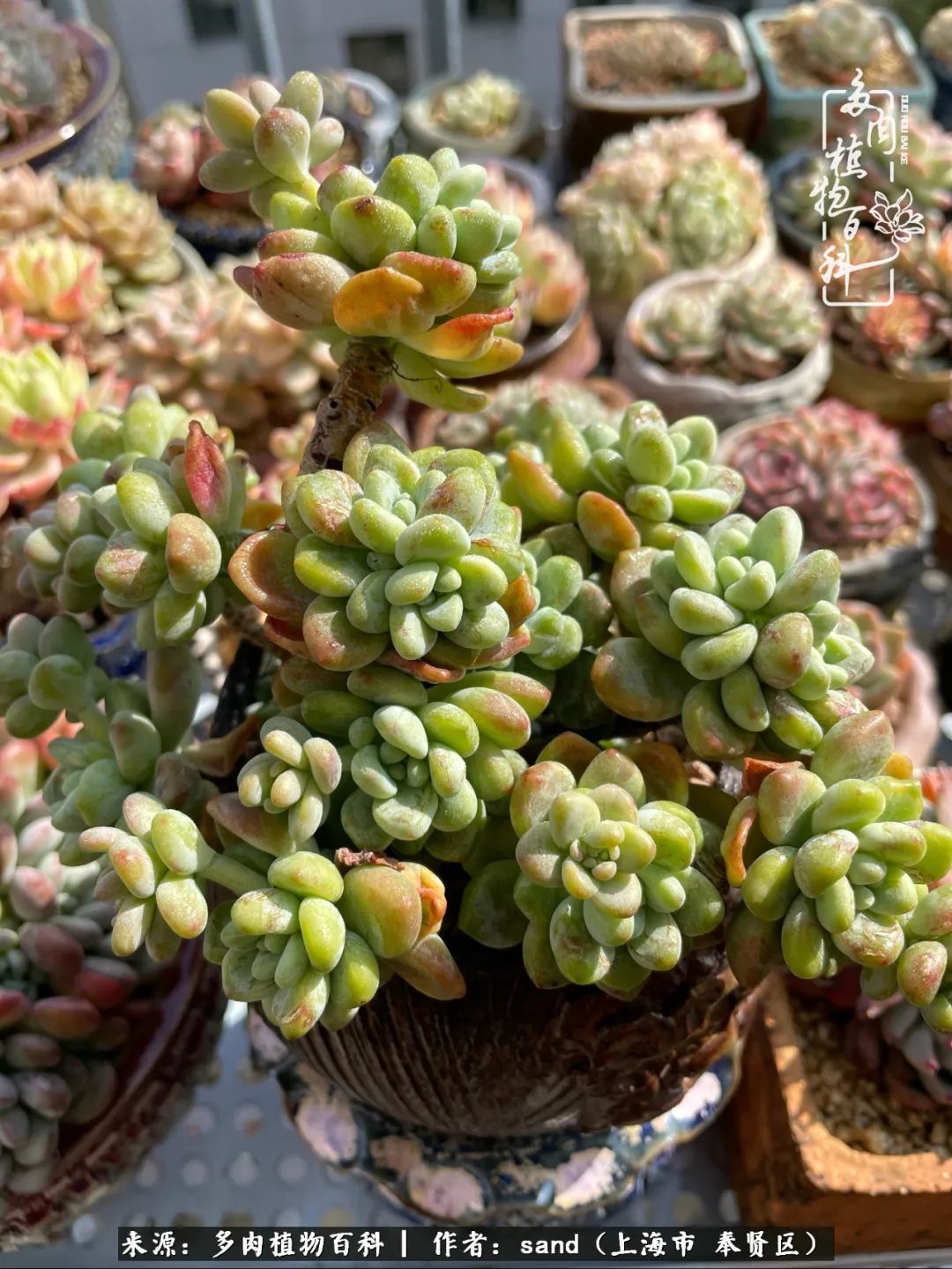 带着200多盆多肉，三个月搬两次家，是一种怎样的体验