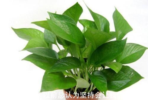 酸性|养花不死,全靠盆土,用这个土养花,能活几十年