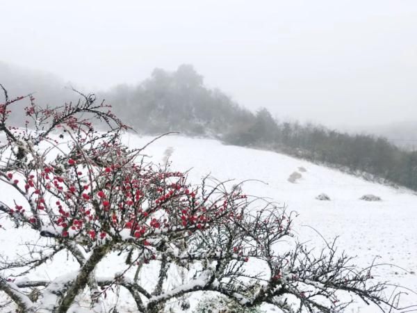 预报|什么？湖南真的下雪了？没错，就在这些地方→