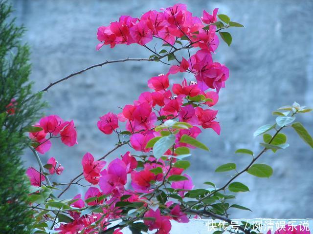 养护|家里的三角梅开败后迟迟不复花,做好几点,不到一月就花开爆盆