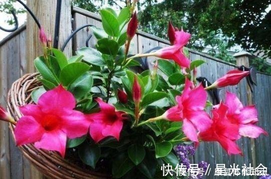 盆栽|一种小花太神奇，一对叶子6朵花，养一棵开一片，室内室外都能养！