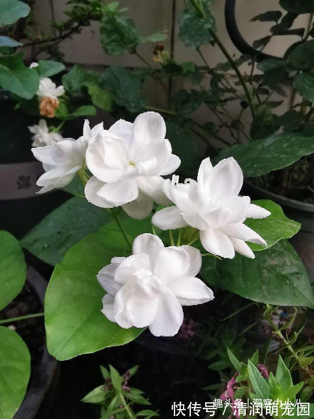 土壤|茉莉需润养,这“三位置”留点水,花苞咕噜冒,一次绽放上百朵