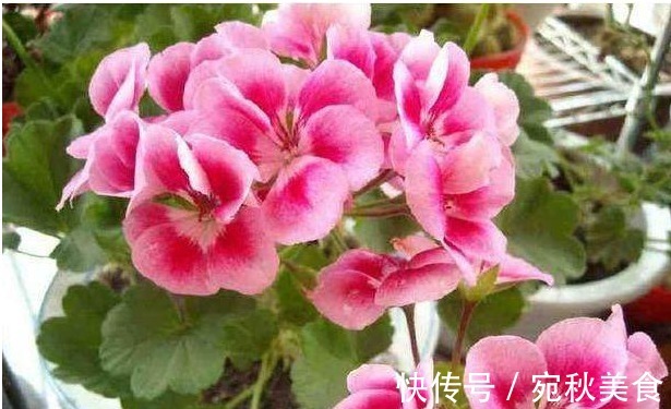 家里养以下四种花 一年四季花开不断 天天有花赏 粉紫色