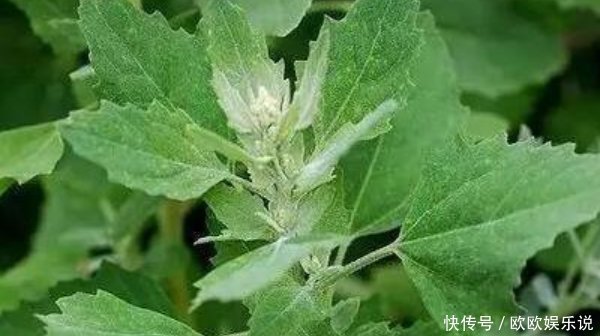 中草药|吃药不如吃野菜,农村最常见的4种野菜,原来都是珍贵中草药