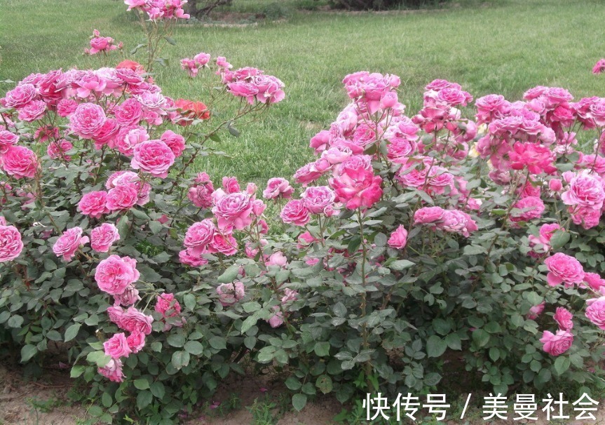 背叛|离婚了就不会复婚的3个生肖女,不会原谅背叛,不会复婚