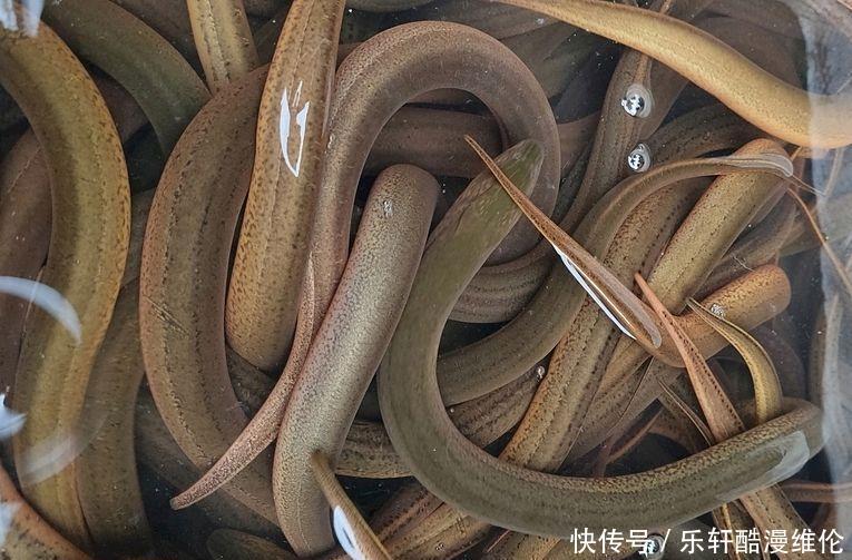 鲜嫩|明天端午节,“5鲜”不可少,价格便宜又应季,口感鲜嫩营养高