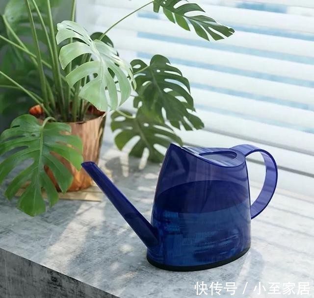 精神|天冷养花,浇水注意做好这“四不”,叶绿根壮、越养越精神!