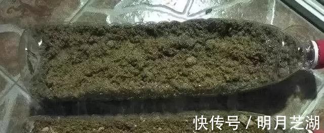 腐殖土|花盆里种的花不需要买泥土,用这种东西混合种的花草都很旺盛